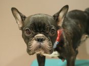 フレンチブルドッグ【・女の子・2021年7月17日・ブリンドル&ホワイト】