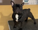 フレンチブルドッグ【・男の子・2022年3月12日・ブリンドル】「成犬時の写真」