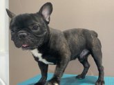 フレンチブルドッグ【・男の子・2022年3月12日・ブリンドル】