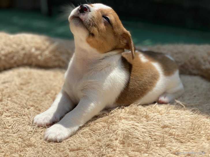 jrt｜大出　希代子(おおいで　きよこ)ブリーダー(茨城県・ジャックラッセルテリア・JKC登録)の紹介写真1