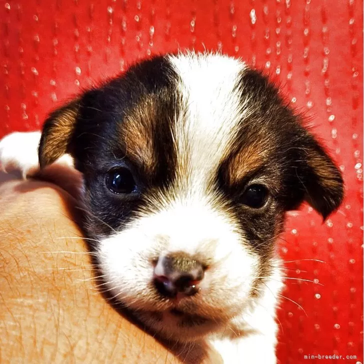 ID:2505-00082の子犬