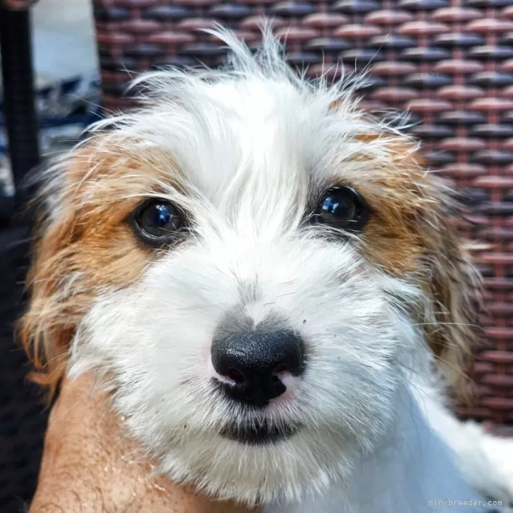 ID：2506-05817の子犬