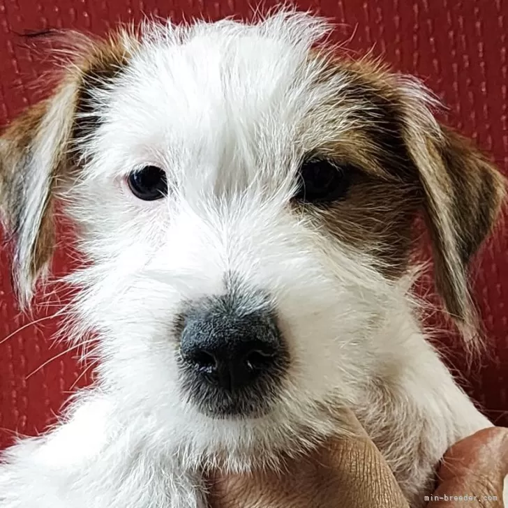 K.M 様のお迎えした子犬