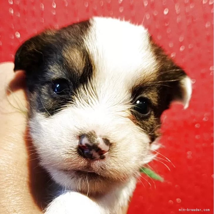 ID:2505-00079の子犬