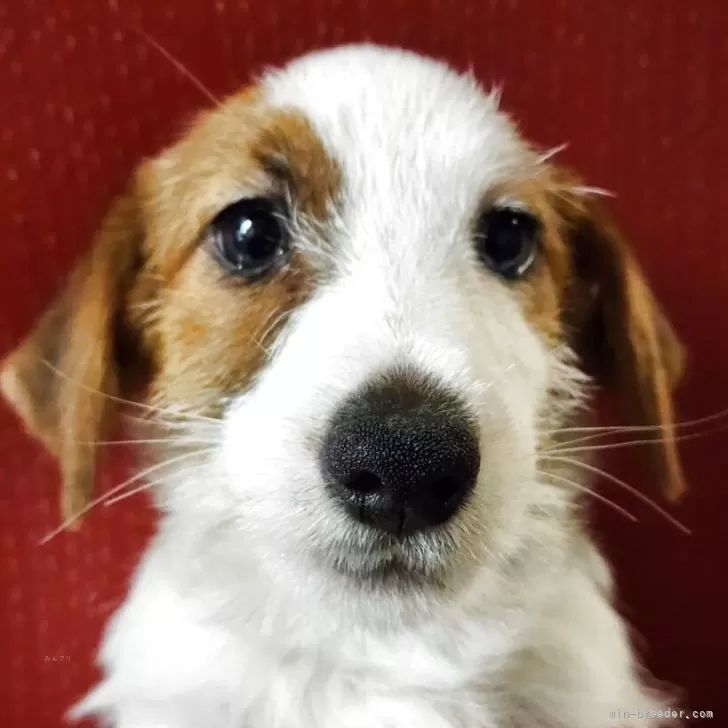 ジャックラッセルテリア【茨城県・男の子・2025年6月22日・ホワイト&amp;タン】の写真1「毎日元気に遊んでケンカして社会性を身に付けています😊」