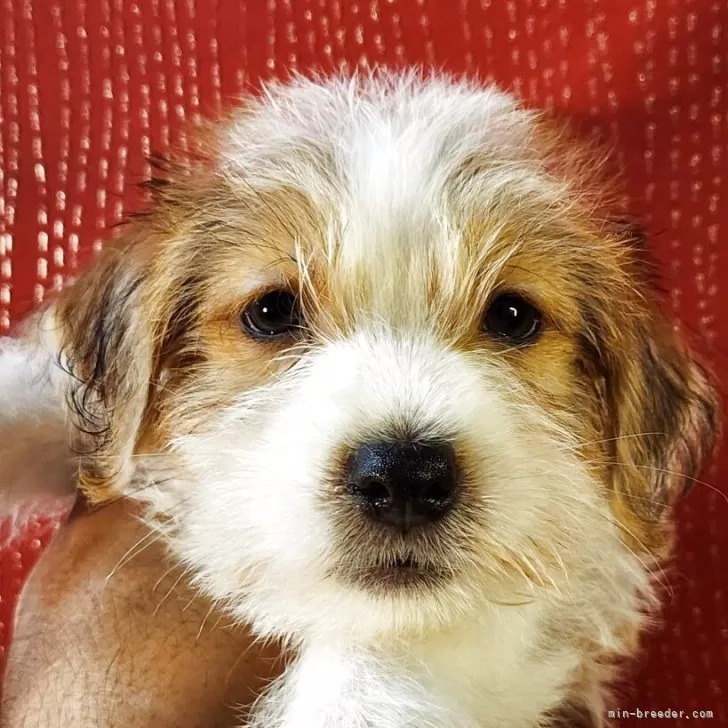 N.Y 様のお迎えした子犬