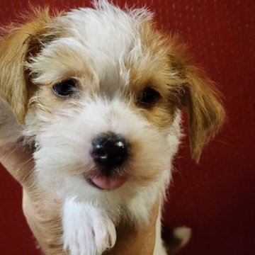 ジャックラッセルテリア【茨城県・男の子・2025年9月4日・ホワイト&タン】の写真「人懐こい長男坊😊😊😍」