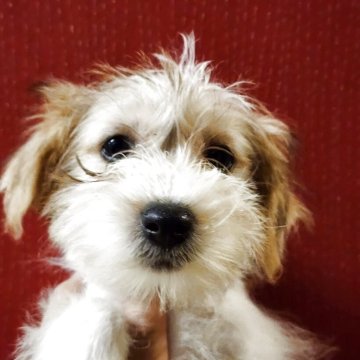 ジャックラッセルテリア【茨城県・女の子・2025年7月17日・ホワイト&タン】の写真「モフモフで人懐こい可愛い娘」