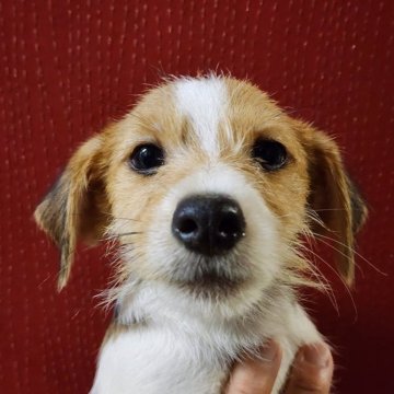 ジャックラッセルテリア【茨城県・男の子・2025年7月8日・ホワイト&タン】の写真「小ぶりで可愛い三男坊😍😍😍😍😍✨」