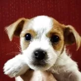 ジャックラッセルテリア