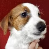 ジャックラッセルテリア【茨城県・男の子・2025年6月22日・ホワイト&タン】の写真2