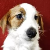 ジャックラッセルテリア【茨城県・男の子・2025年6月22日・ホワイト&タン】の写真4