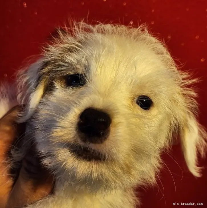 ID:2310-00438の子犬