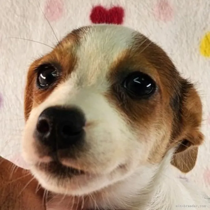 ID:2306-05860の子犬