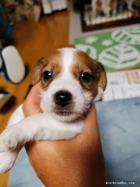 ID：2011-02827の子犬