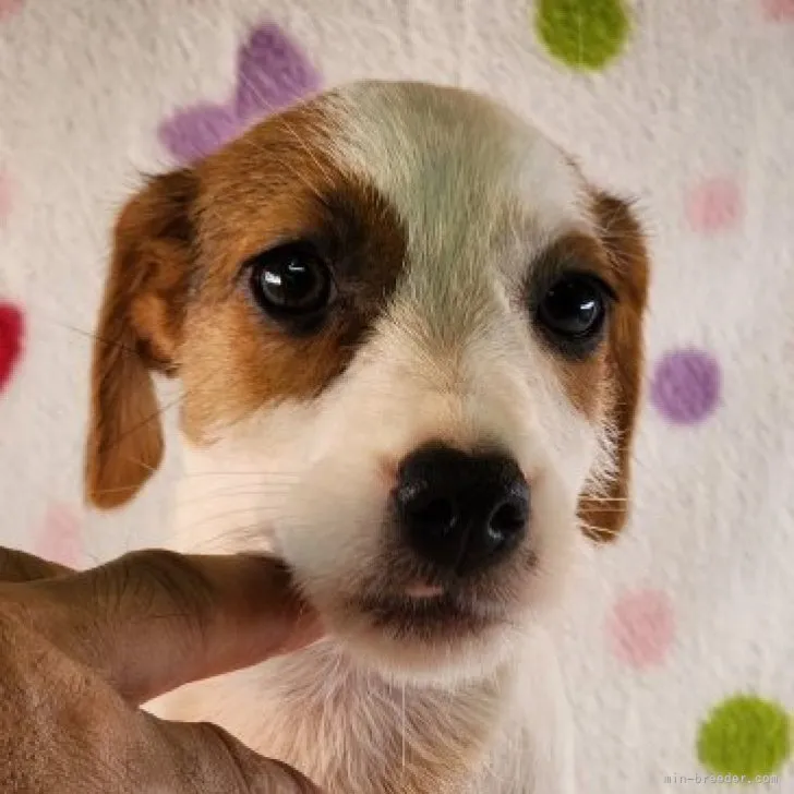 ID：2306-05838の子犬