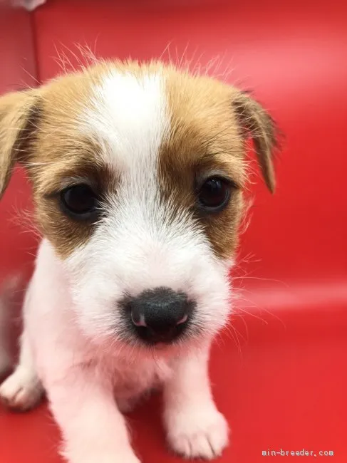 ID:2001-01773の子犬