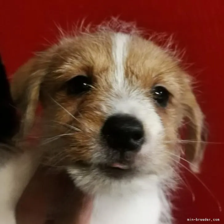 ID:2207-03490の子犬