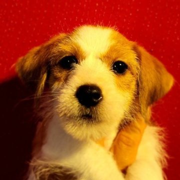 ジャックラッセルテリア【茨城県・男の子・2023年8月25日・ホワイト&タン】の写真「優しいハンサムボーイ🤩」