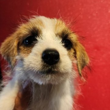 ジャックラッセルテリア【茨城県・女の子・2023年5月24日・ホワイト&タン】の写真「小ぶりでとても可愛いお兄ちゃんです🥰」