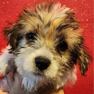 ジャックラッセルテリア【茨城県・男の子・2024年7月28日・ホワイト&タン&ブラック】の写真「超絶モフモフ君の可愛い3男坊 🤩」