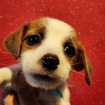 ジャックラッセルテリア【茨城県・男の子・2023年7月31日・ホワイト&タン】の写真「ぱちくりお目々の可愛い男の子🥰」