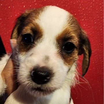 ジャックラッセルテリア【茨城県・男の子・2024年8月27日・ホワイト&タンブラック】の写真「ヤンチャで優しい次男坊」