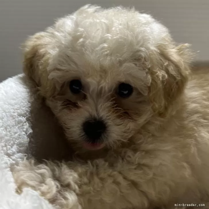 ID:2411-04584の子犬