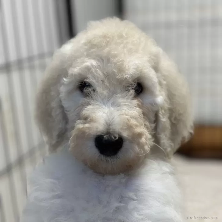 ID:2501-04937の子犬