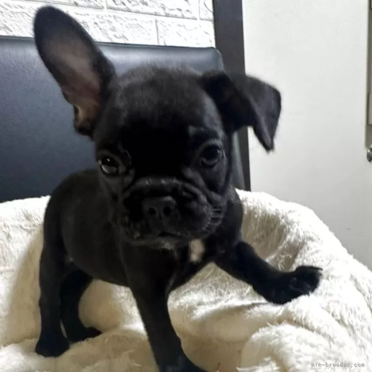 ID:2509-03790の子犬
