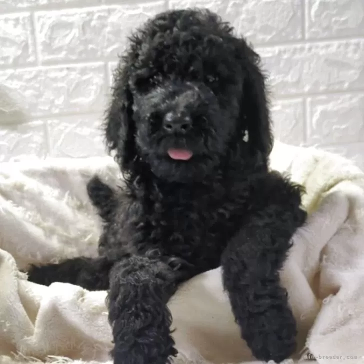 ID：2508-04094の子犬
