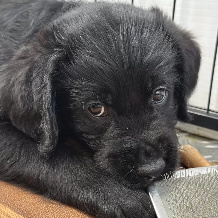 ID：2501-05850の子犬