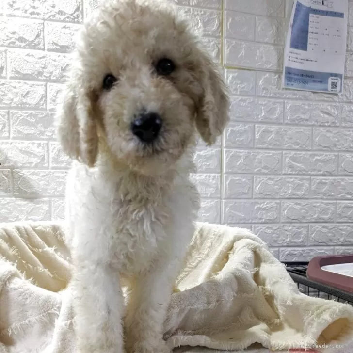 ID：2508-04100の子犬