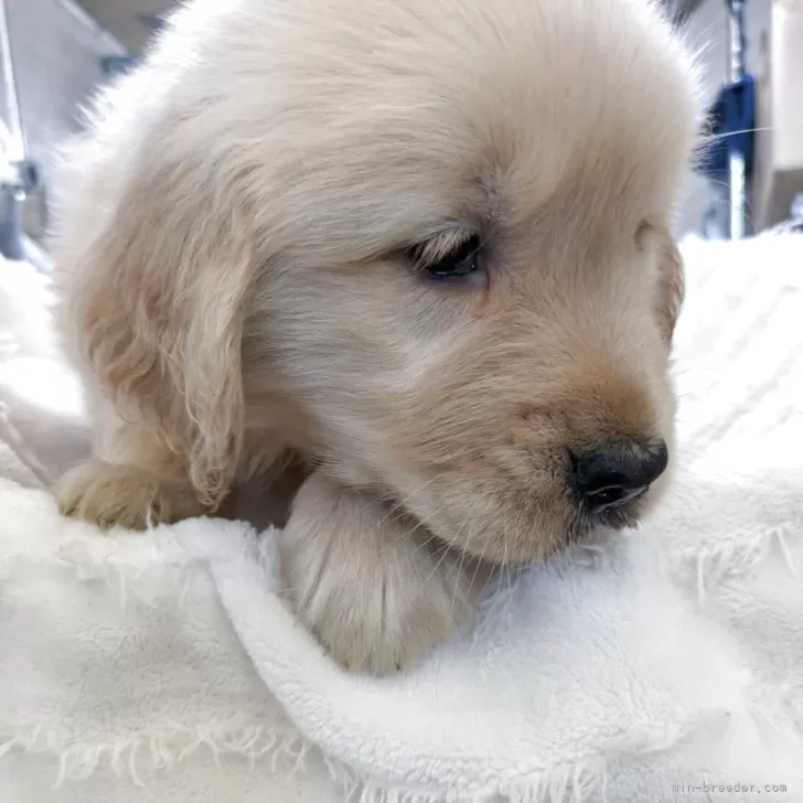 ゴールデンレトリバー【熊本県・男の子・2025年9月27日・ゴールデン】の写真1