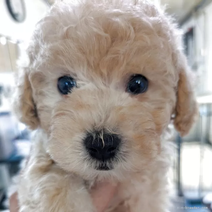 Y.M 様のお迎えした子犬