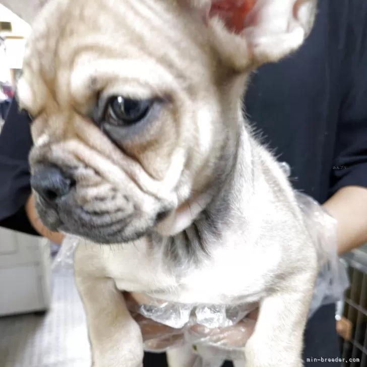 ID：2509-03784の子犬