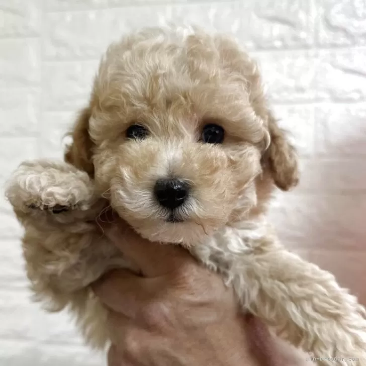 ID:2504-07127の子犬