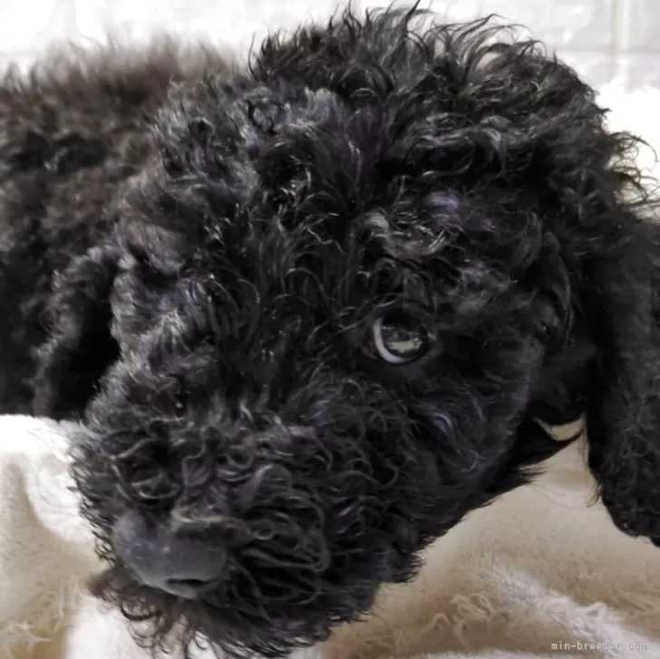 ID：2508-04096の子犬