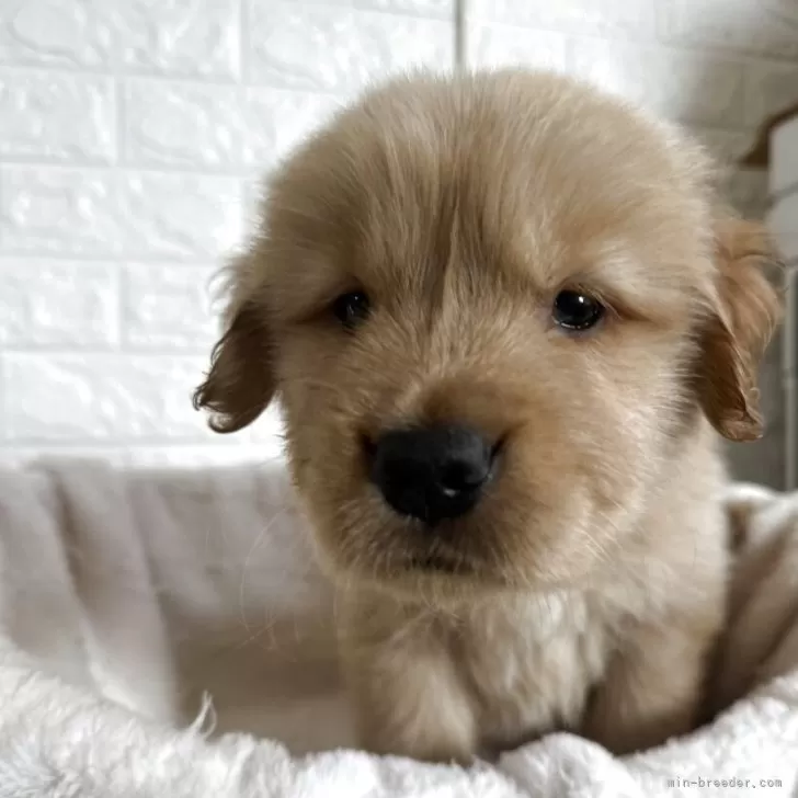 ID：2505-00065の子犬