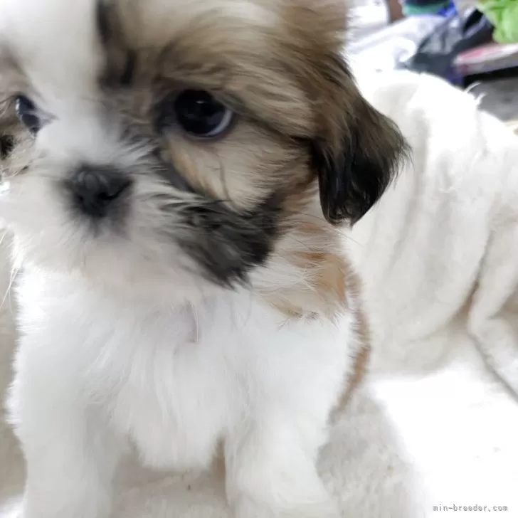ID:2504-03168の子犬