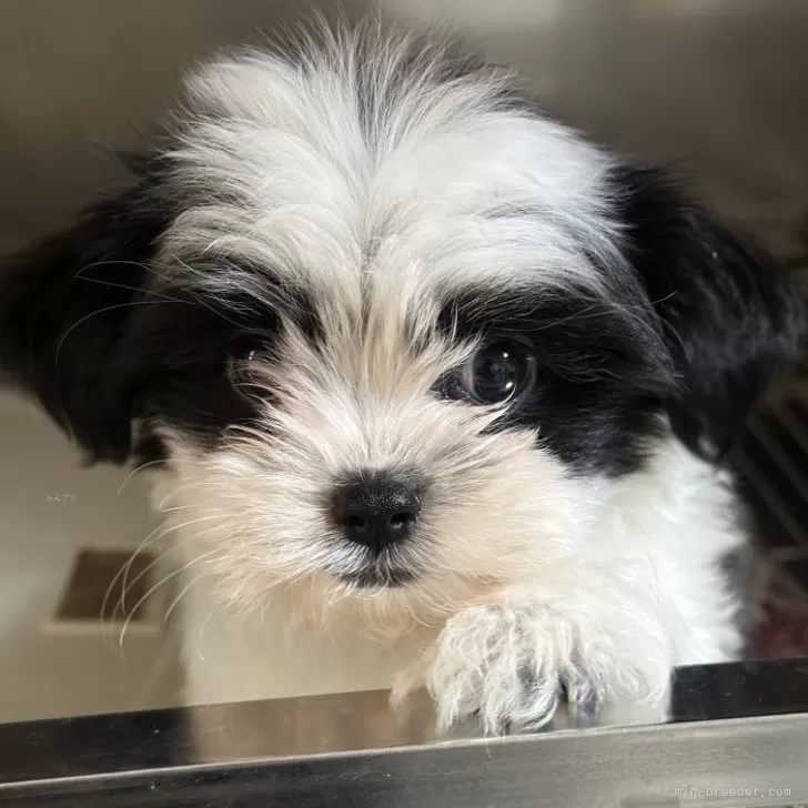 ID:2501-04684の子犬