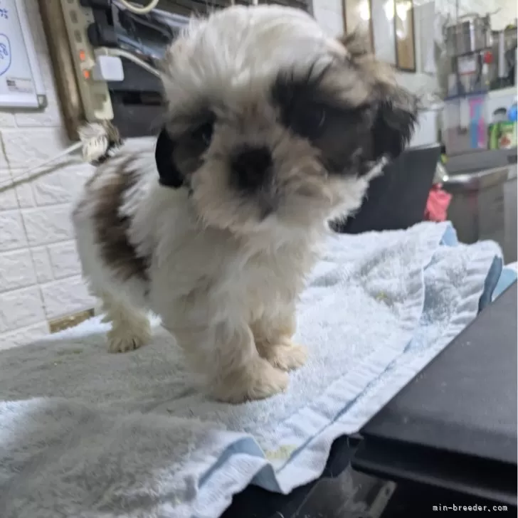 ID：2501-00132の子犬