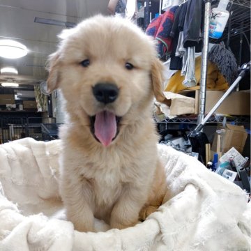 ゴールデンレトリバー【熊本県・男の子・2025年9月27日・ゴールデン】の写真「おす」