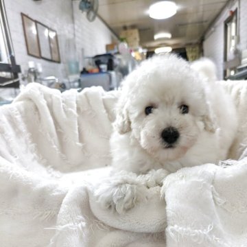 トイプードル(トイ)【熊本県・男の子・2025年4月5日・クリーム】の写真「おとなしめな男の子」