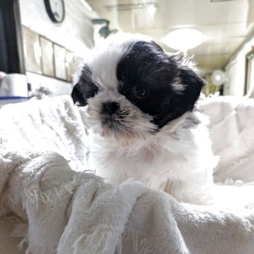 シーズー【熊本県・男の子・2025年10月21日・ホワイト&ゴールド】の写真「１０円玉色の男の子」