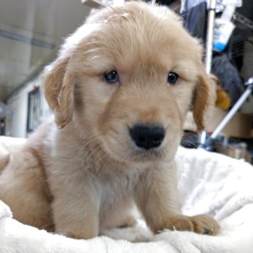 ゴールデンレトリバー【熊本県・男の子・2025年9月27日・ゴールデン】の写真「男の子」