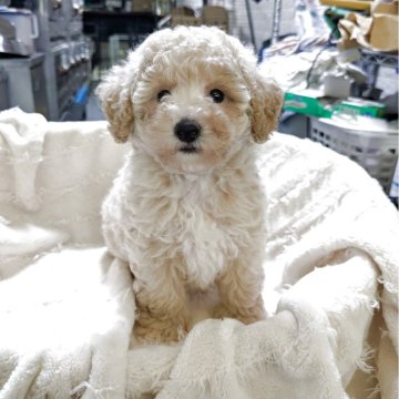 トイプードル(トイ)【熊本県・女の子・2025年9月3日・アプリコット】の写真「アプリコット女の子」