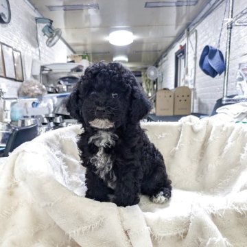 トイプードル(トイ)【熊本県・男の子・2025年9月3日・ブラック】の写真「黒白男の子」