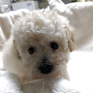 タイニープードル【熊本県・女の子・2025年10月20日・アプリコット】の写真「小さめ女の子」