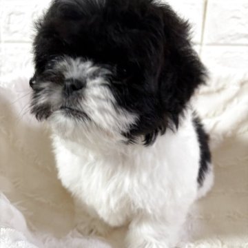 シーズー【熊本県・女の子・2025年10月16日・ブラック&ホワイト】の写真「男の子」